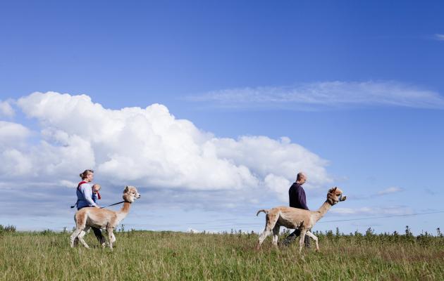 Senwick Alpacas